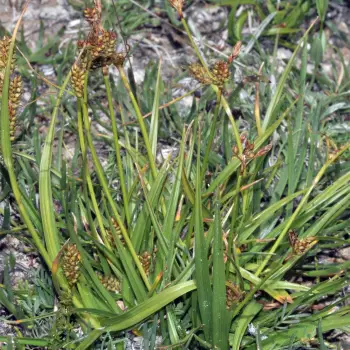 Carex lainzii