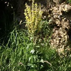 Verbascum lychnitis (3 de 3)