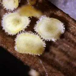 Dasyscyphella pulverulenta (Lib.) Baral (3 de 3)