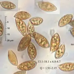 Alnicola macrospora J.E. Lange ex J. Favre (1 de 3)