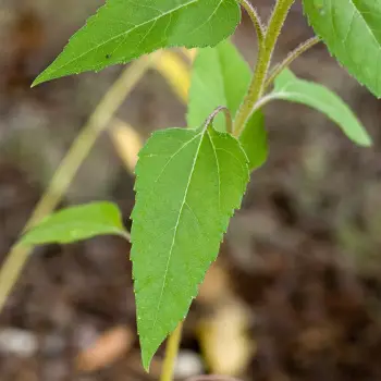 Rudbecka nitida 'Herbstsonne' (3 de 3)