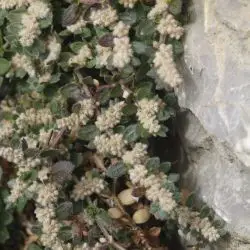 Herniaria latifolia