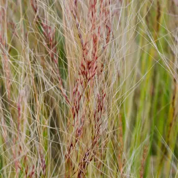 Nassella tenuissima (2 de 4)