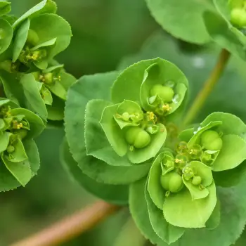Euphorbia helioscopia (2 de 3)