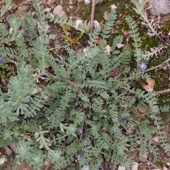 Astragalus sesameus (1 de 4)