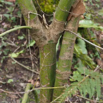 Acer palmatum 'Ichigyoji' (2 de 5)