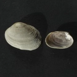 Venerupis corrugata
