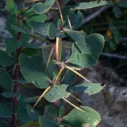 Fotografía Berberis vulgaris subsp. cantabrica