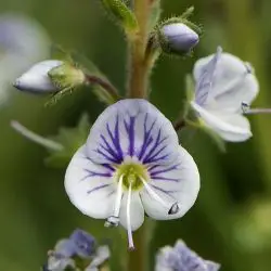 Veronica serpyllifolia (3 de 3)