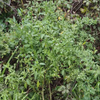 Solanum chenopodioides (1 de 2)