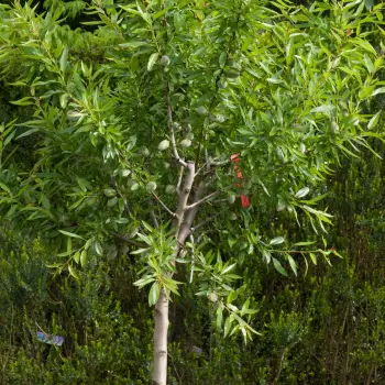 Prunus dulcis 'Masbovera' (3 de 3)