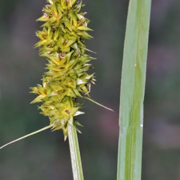 Carex otrubae (1 de 3)