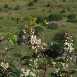 Rubus canescens