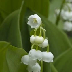 Convallaria majalis