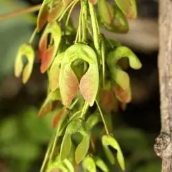 Fotografía Acer pseudoplatanus