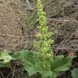 Chenopodium bonus-henricus