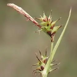 Carex durieui