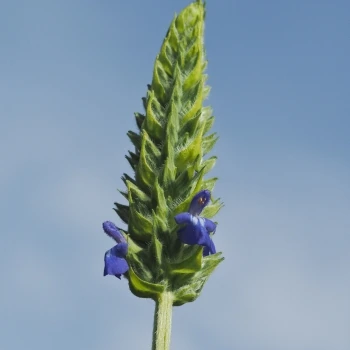 Salvia hispanica