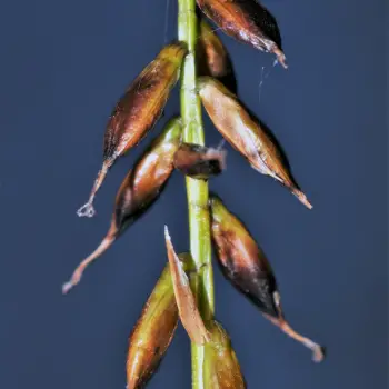 Carex pulicaris (4 de 4)