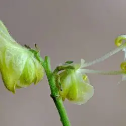 Fotografía Aconitum vulparia subsp. neapolitanum (1 de 3)