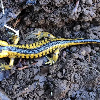 Fotografía Salamandra salamandra bernardezi (1 de 2) (2 de 2)
