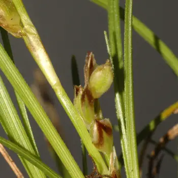 Carex humilis (5 de 5)