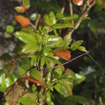 Mahonia aquifolium (2 de 2)
