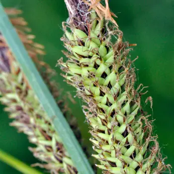 Carex acutiformis