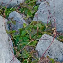 Rubus saxatilis (2 de 3)