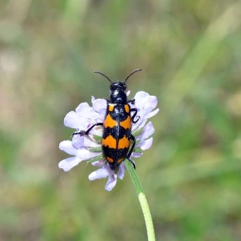 Hycleus polymorphus