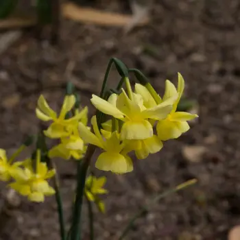 Narcissus triandrus 'Hawera' (1 de 2)