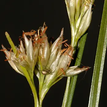 Rhynchospora alba (2 de 4)