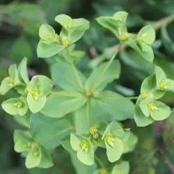 Fotografía Euphorbia helioscopia (2 de 2)