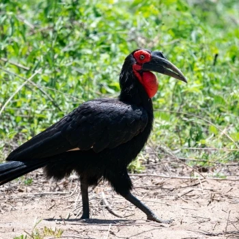 Bucorvus leadbeateri