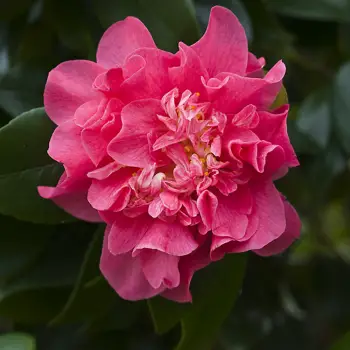 Camellia japonica 'Letitia Schrader' (2 de 2)