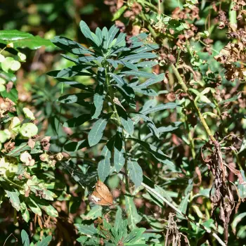 Euphorbia amygdaloides (3 de 3)