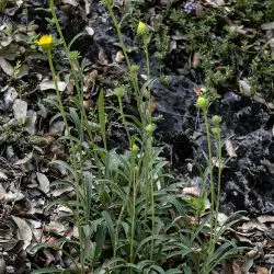 Inula montana (2 de 3)