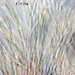 Calloria neglecta (Lib.) Hein (2 de 2)
