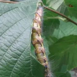 Phalera bucephala (3 de 3)