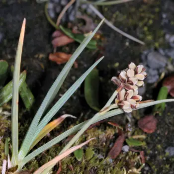 Carex bicolor (4 de 4)