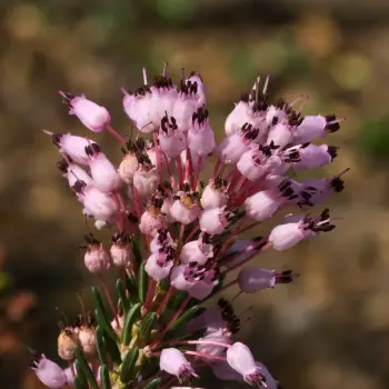 Erica multiflora (2 de 3)