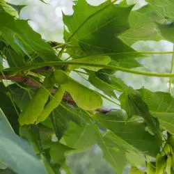 Acer platanoides (1 de 2)