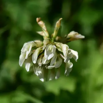 Trifolium repens (1 de 3)