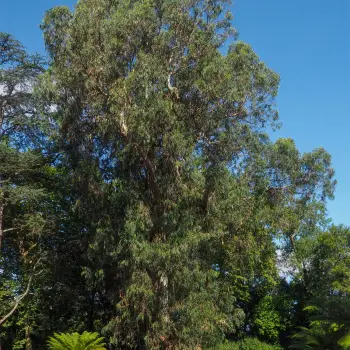Eucalyptus globulus (1 de 4)
