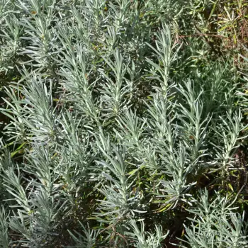 Helichrysum thianschanicum (2 de 4)