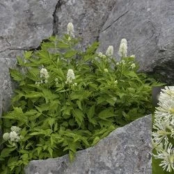 Actaea spicata