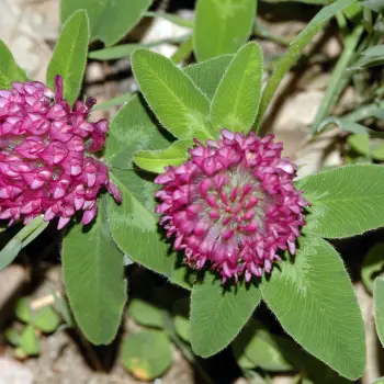 Fotografía Trifolium pratense subsp. pratense