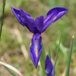 Iris latifolia (2 de 2)