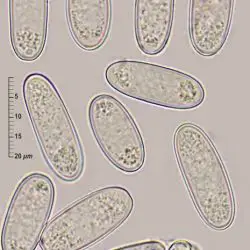 Sarcoscypha macaronesica Baral & Korf (1 de 3)