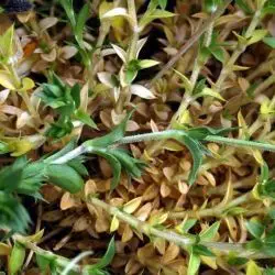 Fotografía Arenaria grandiflora subsp. incrassata (3 de 3)